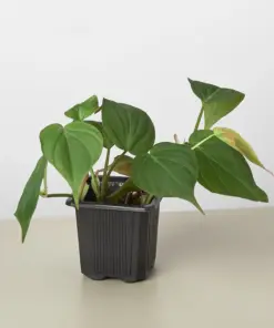 Philodendron 'Velvet' houseplant