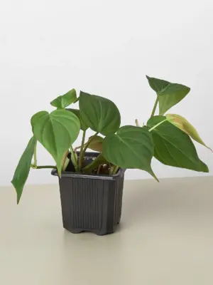 Philodendron 'Velvet' houseplant
