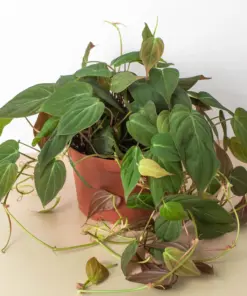 Philodendron 'Velvet' — additional view