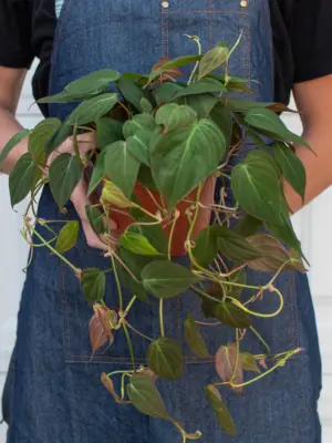 Philodendron 'Velvet' — additional view