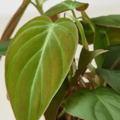 Philodendron 'Velvet' — leaf detail close-up
