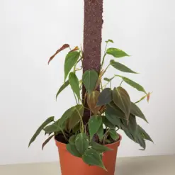 Philodendron 'Velvet' — additional view