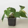 Philodendron 'Velvet' Stick houseplant