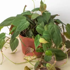 Philodendron 'Velvet' Stick — additional view