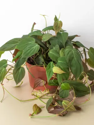 Philodendron 'Velvet' Stick — additional view
