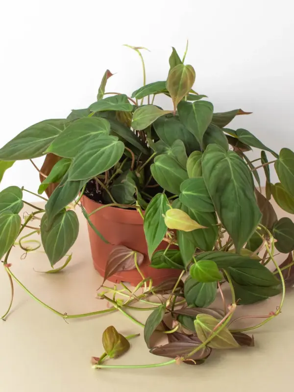 Philodendron 'Velvet' Stick — additional view