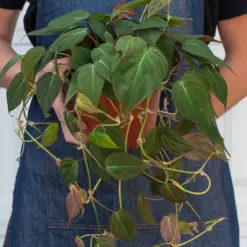 Philodendron 'Velvet' Stick — additional view
