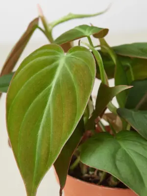 Philodendron 'Velvet' Stick — leaf detail close-up