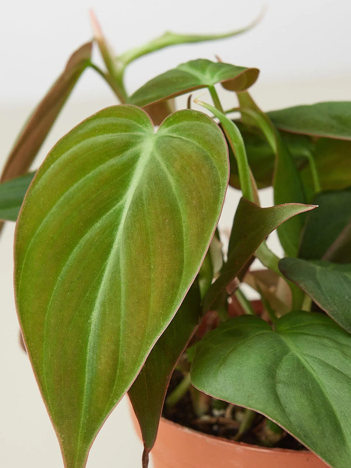 Philodendron 