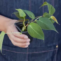 Philodendron 'Velvet' Stick — additional view