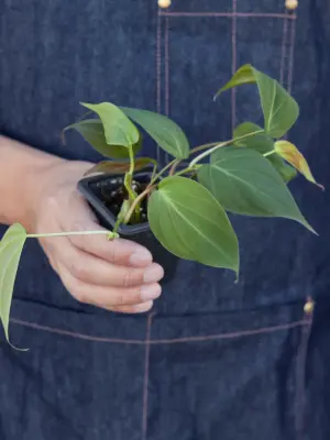 Philodendron 'Velvet' Stick — additional view
