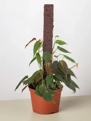 Philodendron 'Velvet' Stick — additional view