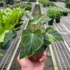Philodendron 'Verrucosum' houseplant