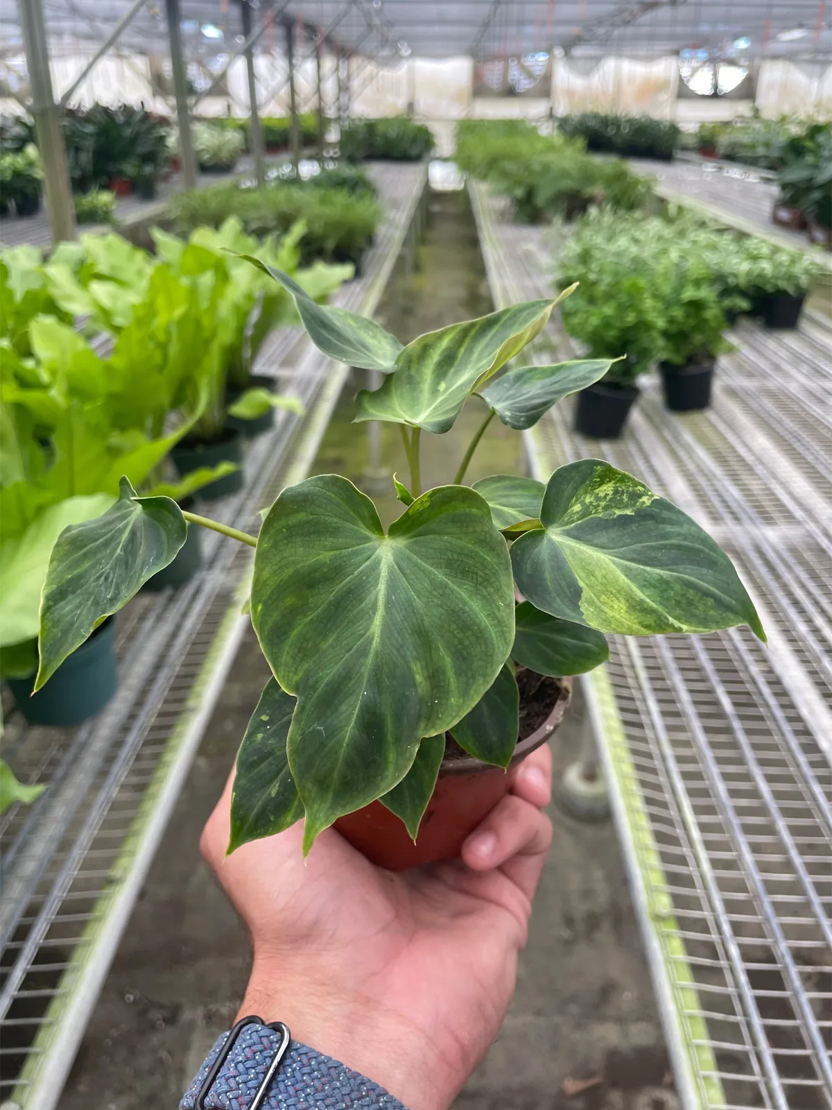 Philodendron 
