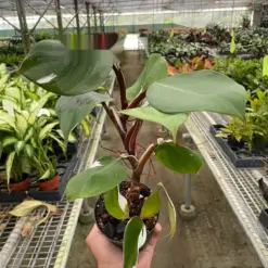 Philodendron 'White Knight' houseplant
