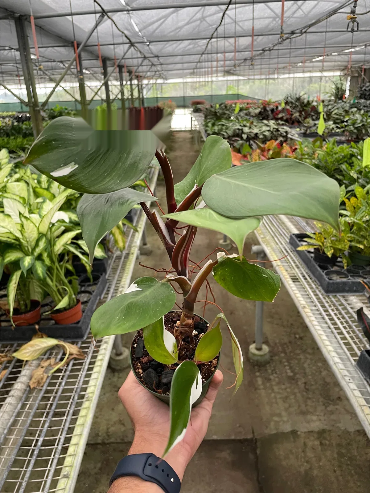 Philodendron 