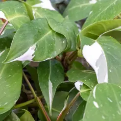 Philodendron 'White Knight' — additional view