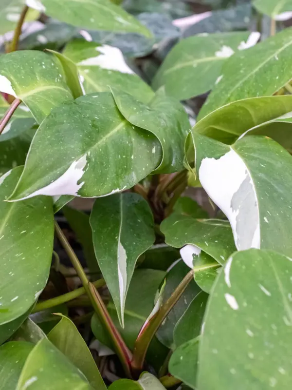 Philodendron 'White Knight' — additional view