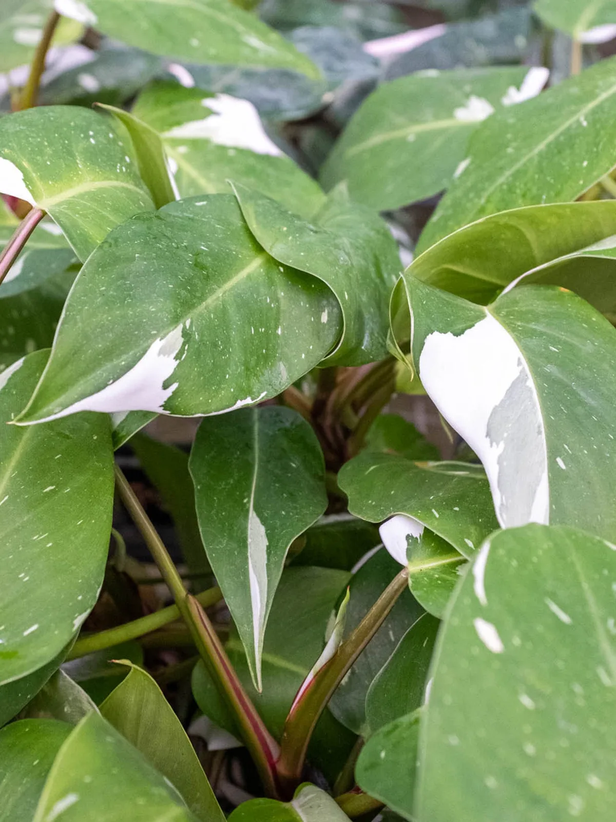 Philodendron 