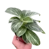 Philodendron White Measure houseplant