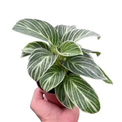 Philodendron White Measure houseplant