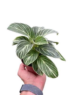 Philodendron White Measure houseplant