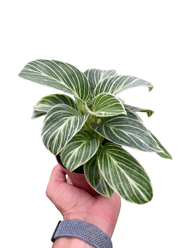 Philodendron White Measure houseplant