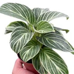 Philodendron White Measure — square crop