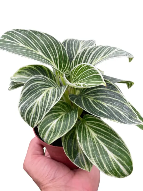 Philodendron White Measure — square crop