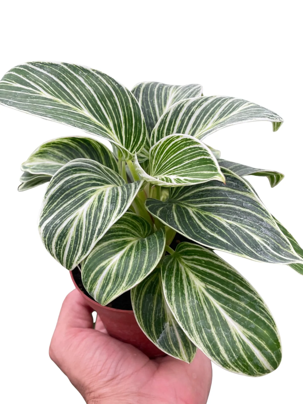 Philodendron White Measure — square crop