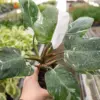 Philodendron 'White Princess' houseplant