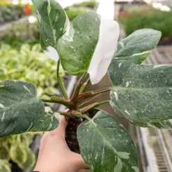 Philodendron 'White Princess' houseplant
