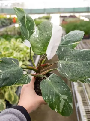 Philodendron 'White Princess' houseplant