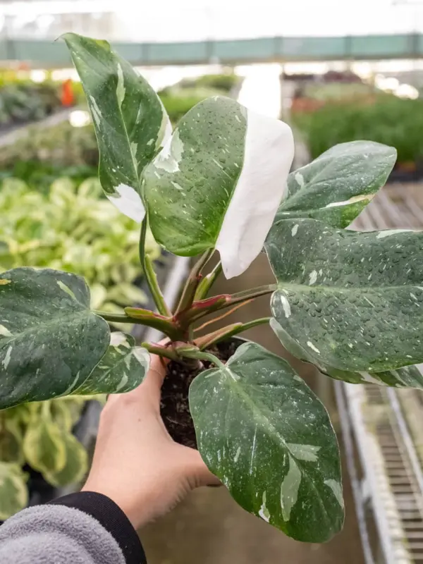 Philodendron 'White Princess' houseplant