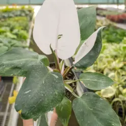 Philodendron 'White Princess' — additional view
