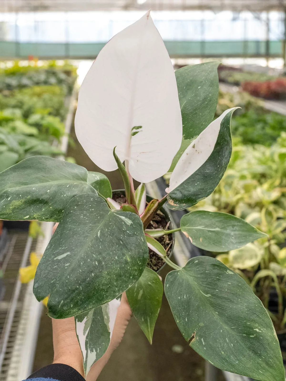 Philodendron 