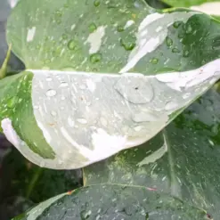 Philodendron 'White Princess' — additional view