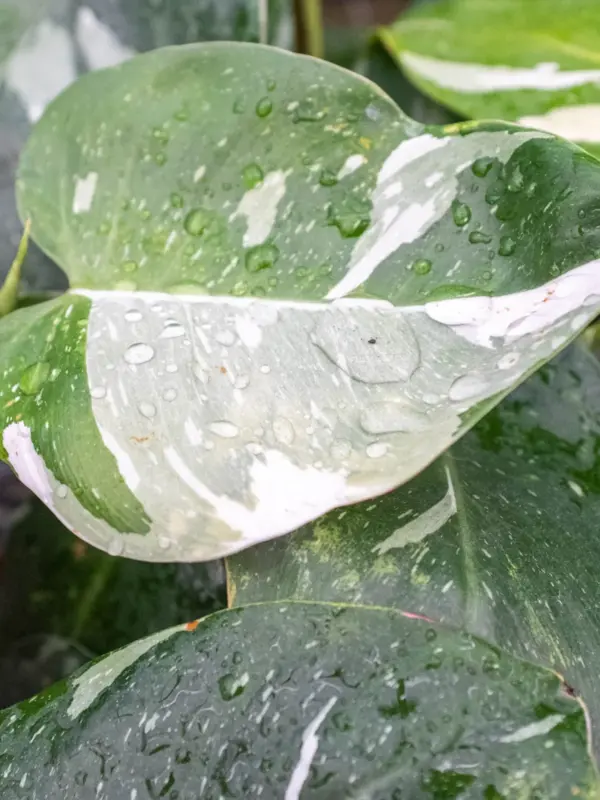 Philodendron 'White Princess' — additional view