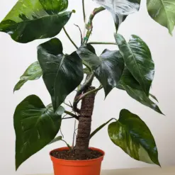 Philodendron 'White Princess' — additional view