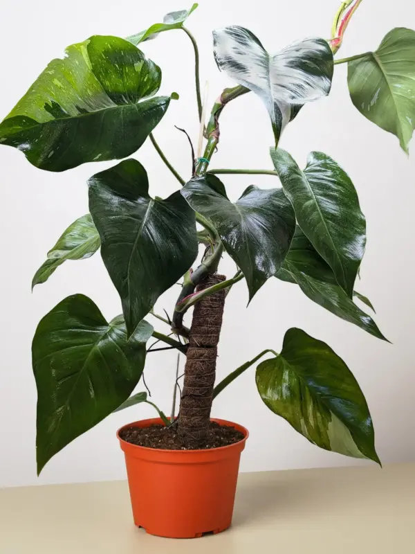 Philodendron 'White Princess' — additional view