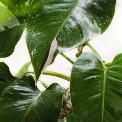 Philodendron 'White Princess' — additional view