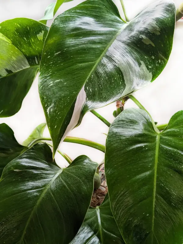 Philodendron 'White Princess' — additional view
