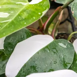 Philodendron 'White Princess' — additional view