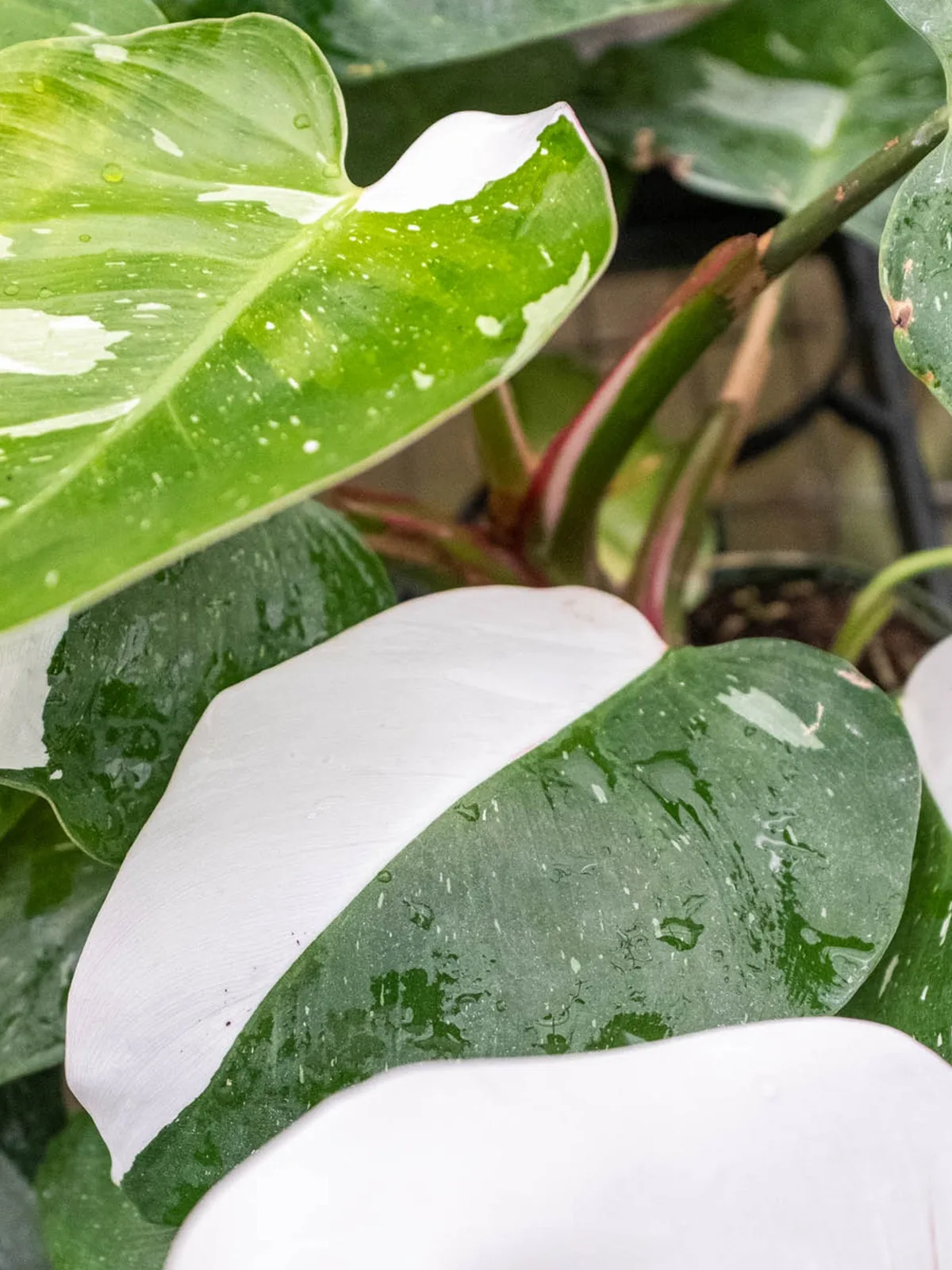 Philodendron 