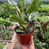 Philodendron 'White Wizard' houseplant
