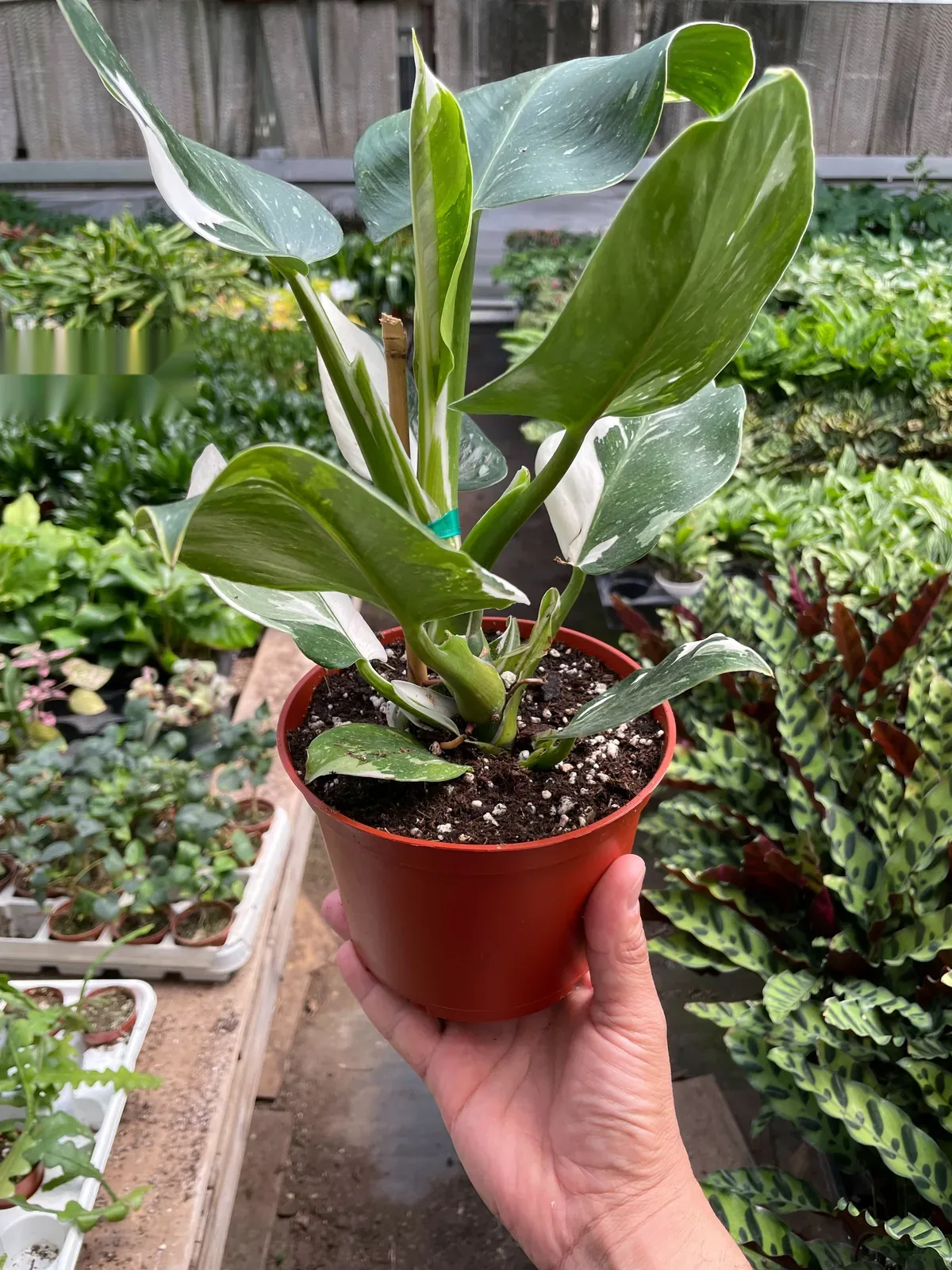 Philodendron 