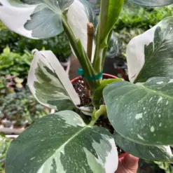 Philodendron 'White Wizard' — additional view