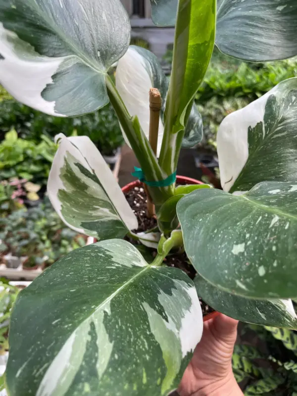 Philodendron 'White Wizard' — additional view