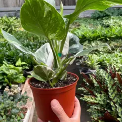 Philodendron 'White Wizard' — additional view