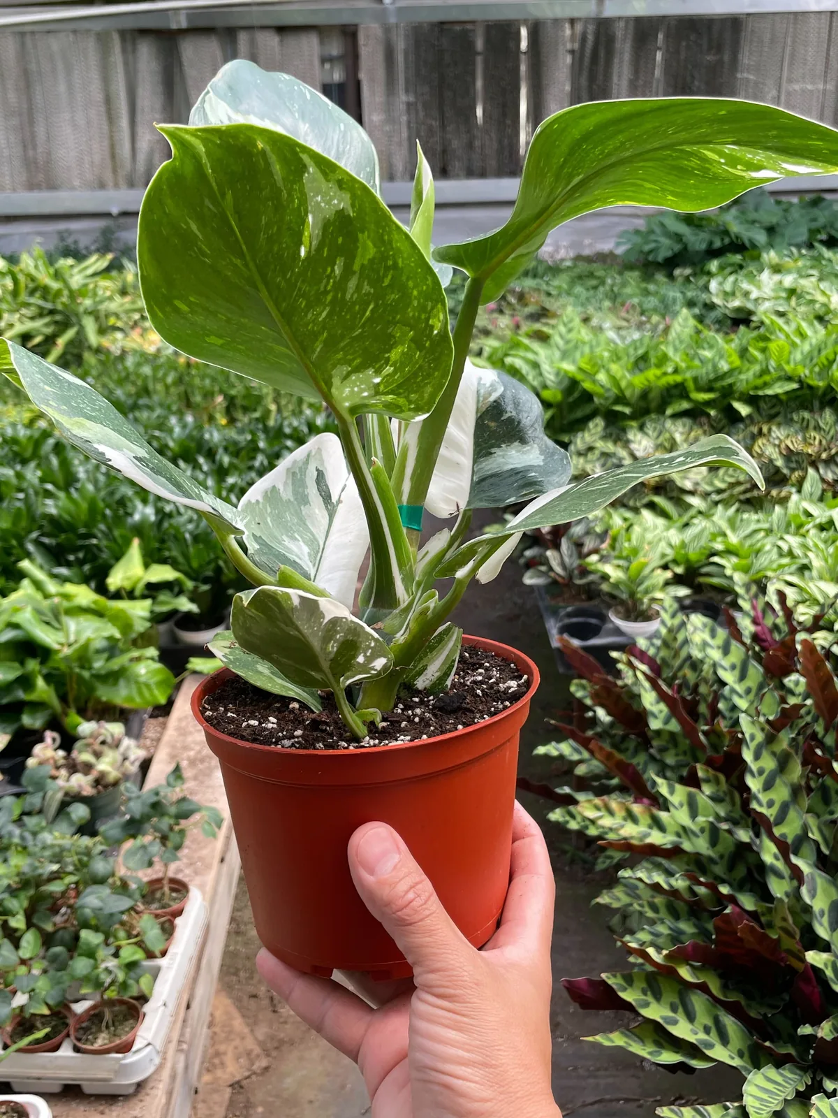 Philodendron 